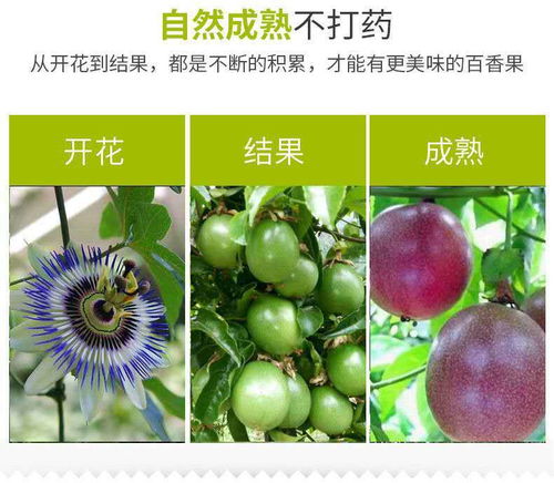 廣西百香果 從“雞蛋果”到孕婦摯愛的營養(yǎng)鮮果